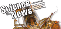 Lobster Rings, Poisonous Primates, Water on Mercury, Peel-and-Stick Solar Panels
