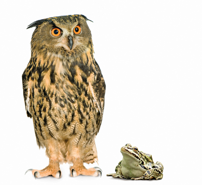 Owl_and_frog