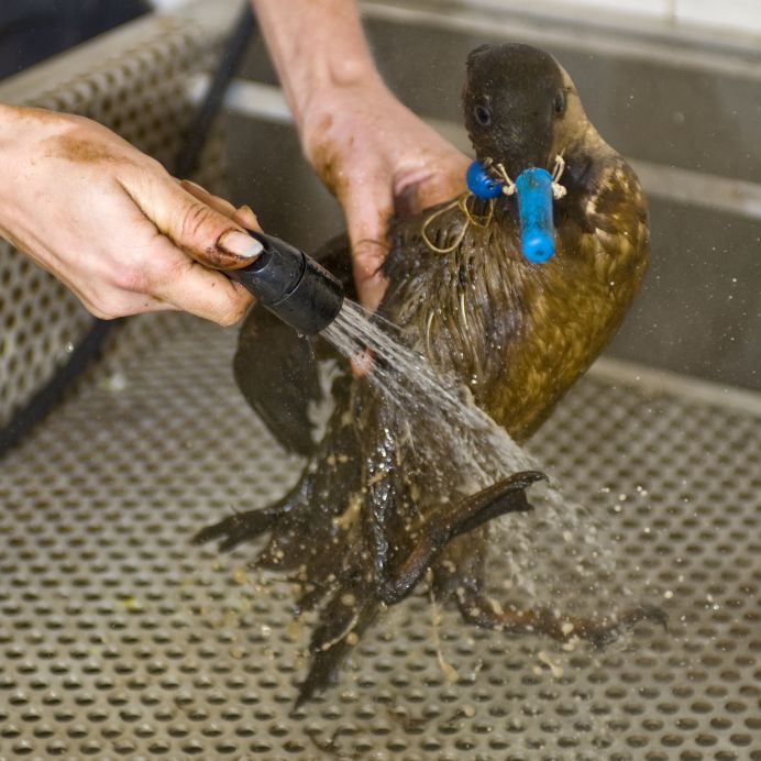 BirdinOil.jpg