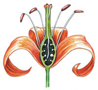 Flower Diagram