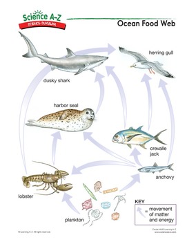 Ocean Food Chain Chart