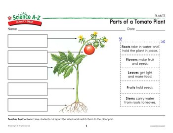 Tomatoes транскрипция. Части растения томат. Диаграмма томата. Диаграмма цветка томата. Томат строение растения.